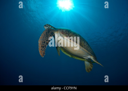 A giant green turtle swimming away into the blue in the Bunaken Marine Park, Indonesia. We can see a turtle from below with the sunburst above. Giant. Stock Photo