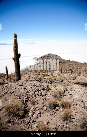 Incahuasi Island, or the Island of the cacti, in Bolivia's Salar de Uyuni, the world's largest salt flat and major tourist site. Stock Photo