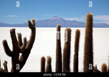 Incahuasi Island, or the Island of the cacti, in Bolivia's Salar de Uyuni, the world's largest salt flat and major tourist site. Stock Photo