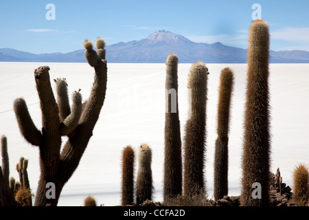 Incahuasi Island, or the Island of the cacti, in Bolivia's Salar de Uyuni, the world's largest salt flat and major tourist site. Stock Photo