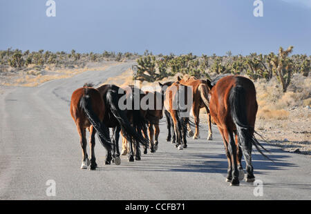 Dec 29, 2010 - Las Vegas, Nevada, USA -  A small band of wild horses roam along the roadway in the Wheeler Pass Herd Management Area in the Spring Mountains National Recreation Area just outside of Las Vegas, Nevada on December 29, 2010.  Home to dozens of free-roaming horses, the herd area consists Stock Photo