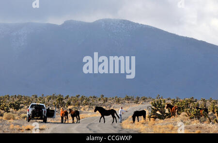 Dec 29, 2010 - Las Vegas, Nevada, USA -   Travelers stop and greet a small band of wild horses in the Wheeler Pass Herd Management Area in the Spring Mountains National Recreation Area just outside of Las Vegas, Nevada on December 29, 2010.  Home to dozens of free-roaming horses, the herd area consi Stock Photo