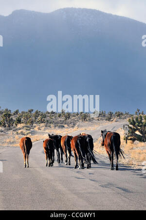 Dec 29, 2010 - Las Vegas, Nevada, USA -  A small band of wild horses roam along the roadway in the Wheeler Pass Herd Management Area in the Spring Mountains National Recreation Area just outside of Las Vegas, Nevada on December 29, 2010.  Home to dozens of free-roaming horses, the herd area consists Stock Photo