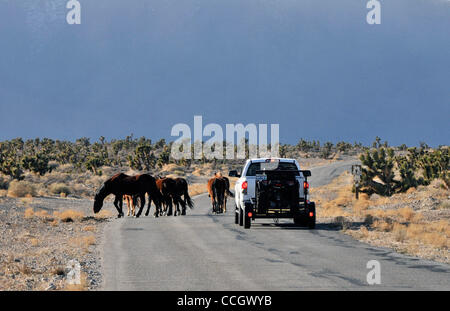 Dec 29, 2010 - Las Vegas, Nevada, USA -  A small band of wild horses block the roadway as they roam in the Wheeler Pass Herd Management Area in the Spring Mountains National Recreation Area just outside of Las Vegas, Nevada on December 29, 2010.  Home to dozens of free-roaming horses, the herd area  Stock Photo