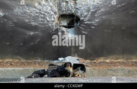 Nov 27, 2010 - Yeonpyeong Island, South Korea - A starved dog is eating garbage in front of a damaged soccer field following an artillery exchange between North and South Korea. Dozens of artillery shells fired by North Korea struck the island on November 23, resulting in four deaths and further inj Stock Photo