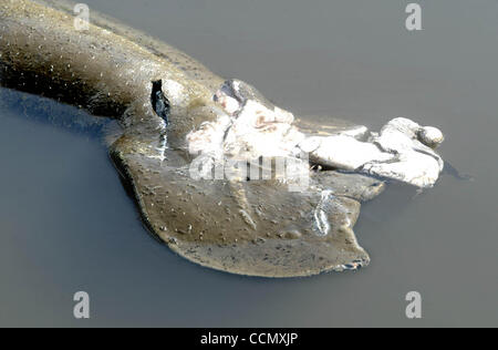 Manatee boat propeller hi-res stock photography and images - Alamy