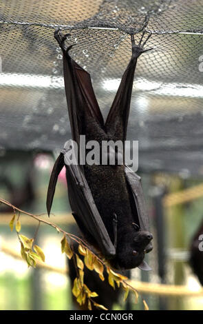 A Malayan Flying Fox bat hangs around in its new pen at the Oakland Zoo on Wednesday, July 14, 2004. The zoo recently took delivery of 31 of the male fruit bats for an exhibit that will open in the fall. The Malayan Flying Fox is one of the largest species of fruit bats in the world, with a weight o Stock Photo
