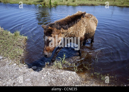 092704 tj hur jeanne g -- Staff photo by Taylor Jones/09-27-04. INDIANTOWN, FL. An elderly pony slowly walks out of a ditch in the flooded out field of Iris Wall's(cq)   1,200 acre ranch in Indiantown. Hurricane Jeanne flooded the ranch. Wall believes runoff and pumping from nearby citrus groves mad Stock Photo