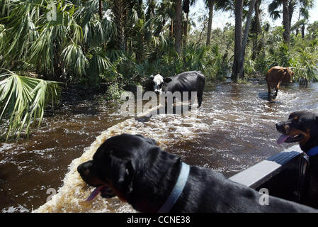 092704 tj hur jeanne i -- Staff photo by Taylor Jones/09-27-04. INDIANTOWN, FL.  Rottweilers(check spelling) Bear and Gator ride in a pickup truck as they monitor cattle in a flooded field on Iris Wall's(cq) cattle ranch in Indiantown. Hurricane Jeanne flooded the ranch. Wall believes runoff and pum Stock Photo