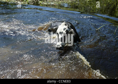 092704 tj hur jeanne c -- Staff photo by Taylor Jones/09-27-04. INDIANTOWN, FL. FOR RACHEL HARRIS' STORY.  A cow mstakenly falls into a ditch while it was walking in a flooded field at the 1,200 acre ranch o Iris Wall in Indiantown. Hurricane Jeanne flooded the ranch. Wall believes runoff and pumpin Stock Photo