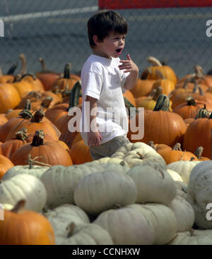 Max Roitblat, 3, looks for the best round pumpkin in the Pumkin Patch at Piedmont Aveneue and Pleasant Valley on Friday October 15, 2004 in Oakland, Calif.  A 'For Sale' sign has been posted on the land used for the pumpkin patch. (Contra Costa Times/ Gregory Urquiaga) Stock Photo