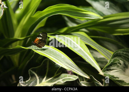 'The Butterfly Conservatory' at the American Museum of  Natural History. 'the Butterfly Conservatory' will open to the public, October, 16 and runs through May 30, 2011. Photo Credit: Mariela Lombard/ZUMA Press. Stock Photo