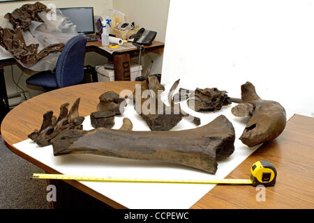 Oct 18, 2010 - Snowmass, Colorado, USA - The bones of a Wooly Mammoth found in Snowmass Colorado by the Snowmass Water and Sanitation District. (Credit Image: © Rustin Gudim/ZUMApress.com) Stock Photo