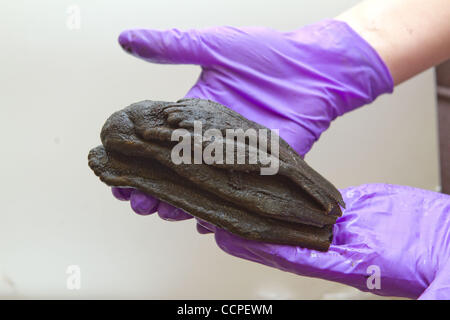 Oct 18, 2010 - Snowmass, Colorado, USA - The bone of a Wooly Mammoth found in Snowmass Colorado by the Snowmass Water and Sanitation District. (Credit Image: © Rustin Gudim/ZUMApress.com) Stock Photo