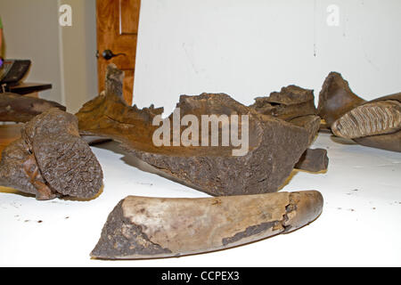 Oct 18, 2010 - Snowmass, Colorado, USA - The bones of a Wooly Mammoth found in Snowmass Colorado by the Snowmass Water and Sanitation District. (Credit Image: © Rustin Gudim/ZUMApress.com) Stock Photo