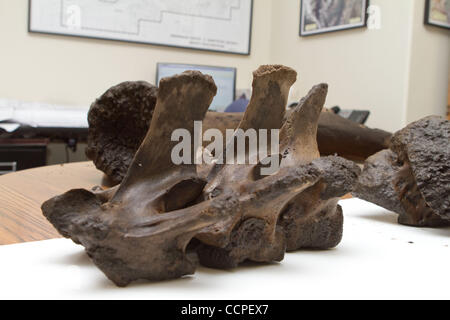 Oct 18, 2010 - Snowmass, Colorado, USA - The bones of a Wooly Mammoth found in Snowmass Colorado by the Snowmass Water and Sanitation District. (Credit Image: © Rustin Gudim/ZUMApress.com) Stock Photo