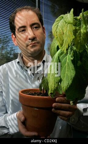 Mar 11, 2008 - San Diego, California, USA - SDSU researcher JAMES LANGE with a salvia divinorum plant in his office. (Credit Image: Â© Charlie Neuman/San Diego Union Tribune/ZUMA Press) RESTRICTIONS: * USA Tabloids Rights OUT * Stock Photo