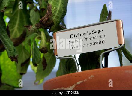 Mar 11, 2008 - San Diego, California, USA - Detail view of a salvia divinorum plant witt a label showing it common name growing in the office of SDSU researcher James Lange. (Credit Image: Â© Charlie Neuman/San Diego Union Tribune/ZUMA Press) RESTRICTIONS: * USA Tabloids Rights OUT * Stock Photo