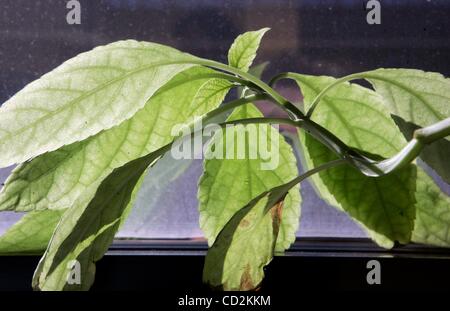 Mar 11, 2008 - San Diego, California, USA - Detail view of a salvia divinorum plant witt a label showing it common name growing in the office of SDSU researcher James Lange. (Credit Image: Â© Charlie Neuman/San Diego Union Tribune/ZUMA Press) RESTRICTIONS: * USA Tabloids Rights OUT * Stock Photo