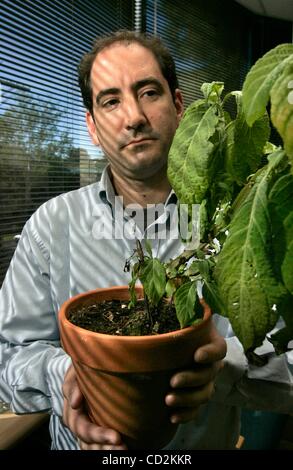 Mar 11, 2008 - San Diego, California, USA - SDSU researcher JAMES LANGE with a salvia divinorum plant in his office. (Credit Image: Â© Charlie Neuman/San Diego Union Tribune/ZUMA Press) RESTRICTIONS: * USA Tabloids Rights OUT * Stock Photo