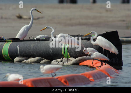 Wading birds use oil boom to hunt for fish near Grand isle, Louisiana. This oil boom is being used to keep oil away from camps along Caminada pass. Stock Photo