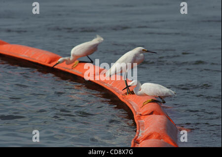 Wading birds use oil boom to hunt for fish near Grand isle, Louisiana. This oil boom is being used to keep oil away from camps along Caminada pass. Stock Photo