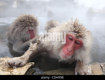 Jan. 31, 2011 - Nagano, Japan - Monkeys take a bath in a hot spring in ...