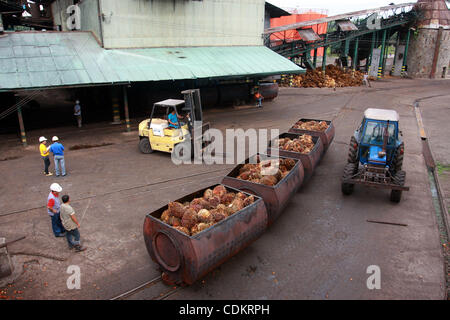 Mar 25, 2011 - Isulan, Mindanao Island, Philippines - Filipino workers are seen at the processing plant for oil palm fruits. Palm oil is considered as important as its other resources as it aims for growth. Asian firms like those in Indonesia and Philippines might take the lead in the production of  Stock Photo