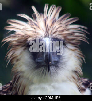 Apr 09, 2011 - Davao, Philippines - Scout Binay, a seven-year old endangered Philippine Eagle (aka Philippine monkey-eating eagle) named after Philippine Vice President Jejomar Binay, in the forest preservation of the Philippine Eagle Foundation in the southern city of Davao. The foundation breeding Stock Photo