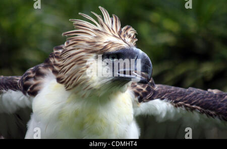 Apr. 09, 2011 - Davao, Philippines - Scout Binay, a seven-year old endangered Philippine Eagle named after Philippine Vice President Jejomar Binay, is seen in the forest preservation of the Philippine Eagle Foundation. The foundation breeding program seeks to increase the number of Philippine Eagles Stock Photo