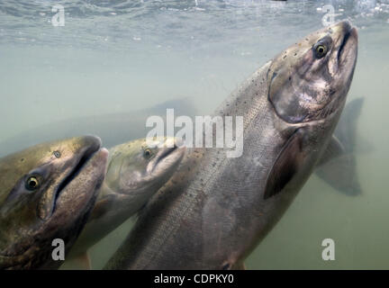 May 18, 2011 - Roseburg, Oregon, U.S - Large spring Chinook salmon are ...