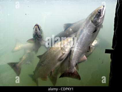 May 18, 2011 - Roseburg, Oregon, U.S - Large spring Chinook salmon are ...