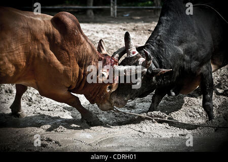 At the training bulls are pushed to fight encourage them using cords to ...