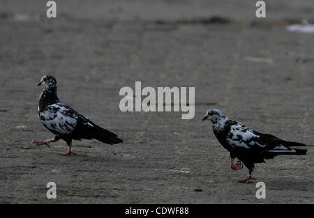 BINTAN, SUMATRA, INDONESIA, JUNE 25. 2011 - A wild pigeons which have one visible leg scrambling to come looking for food on June 15, 2011 in Bintan, Sumatra, Indonesia. Pigeon having a female foot, is in a group of 15 pigeons, these pigeons seem still have legs but only one leg visible defects. Whe Stock Photo