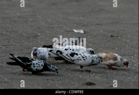 BINTAN, SUMATRA, INDONESIA, JUNE 25. 2011 - A wild pigeons which have one visible leg scrambling to come looking for food on June 15, 2011 in Bintan, Sumatra, Indonesia. Pigeon having a female foot, is in a group of 15 pigeons, these pigeons seem still have legs but only one leg visible defects. Whe Stock Photo