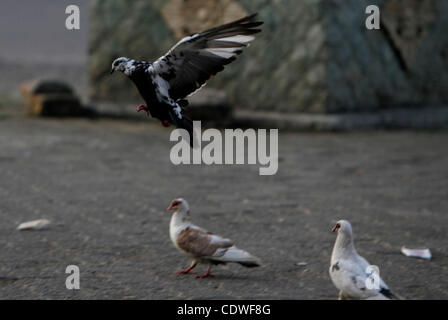 BINTAN, SUMATRA, INDONESIA, JUNE 25. 2011 - A wild pigeons which have one visible leg scrambling to come looking for food on June 15, 2011 in Bintan, Sumatra, Indonesia. Pigeon having a female foot, is in a group of 15 pigeons, these pigeons seem still have legs but only one leg visible defects. Whe Stock Photo