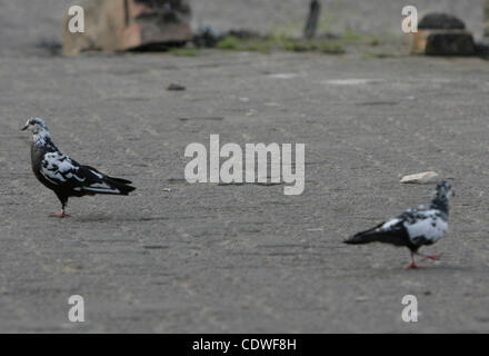 BINTAN, SUMATRA, INDONESIA, JUNE 25. 2011 - A wild pigeons which have one visible leg scrambling to come looking for food on June 15, 2011 in Bintan, Sumatra, Indonesia. Pigeon having a female foot, is in a group of 15 pigeons, these pigeons seem still have legs but only one leg visible defects. Whe Stock Photo