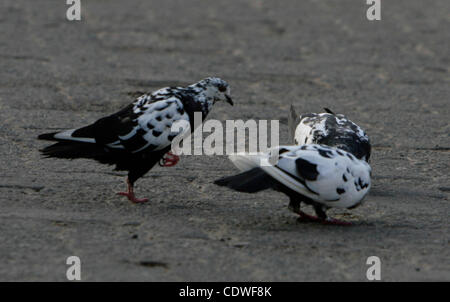 BINTAN, SUMATRA, INDONESIA, JUNE 25. 2011 - A wild pigeons which have one visible leg scrambling to come looking for food on June 15, 2011 in Bintan, Sumatra, Indonesia. Pigeon having a female foot, is in a group of 15 pigeons, these pigeons seem still have legs but only one leg visible defects. Whe Stock Photo