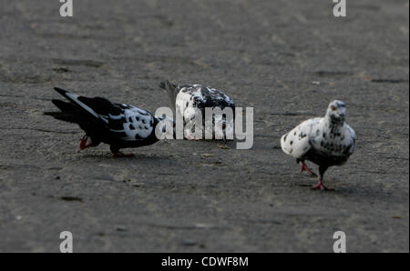 BINTAN, SUMATRA, INDONESIA, JUNE 25. 2011 - A wild pigeons which have one visible leg scrambling to come looking for food on June 15, 2011 in Bintan, Sumatra, Indonesia. Pigeon having a female foot, is in a group of 15 pigeons, these pigeons seem still have legs but only one leg visible defects. Whe Stock Photo