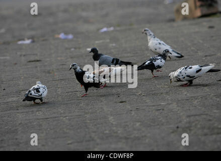 BINTAN, SUMATRA, INDONESIA, JUNE 25. 2011 - A wild pigeons which have one visible leg scrambling to come looking for food on June 15, 2011 in Bintan, Sumatra, Indonesia. Pigeon having a female foot, is in a group of 15 pigeons, these pigeons seem still have legs but only one leg visible defects. Whe Stock Photo