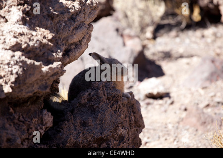 A vizcacha on Incahuasi Island, in Bolivia's Salar de Uyuni, the world's largest salt flat and major tourist site. Stock Photo