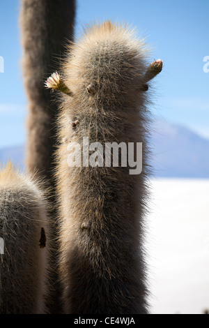 Incahuasi Island, or the Island of the cacti, in Bolivia's Salar de Uyuni, the world's largest salt flat and major tourist site. Stock Photo