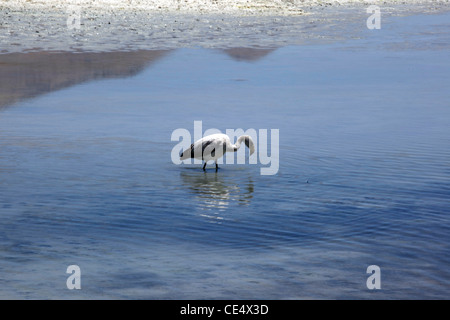 Andean flamingos on a high altitude lagoon near Bolivia's Salar de Uyuni, the world's largest salt flats. Stock Photo