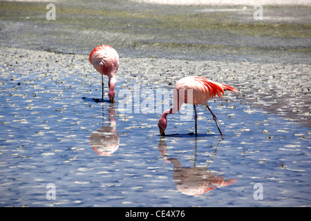 Andean flamingos on a high altitude lagoon near Bolivia's Salar de Uyuni, the world's largest salt flats. Stock Photo