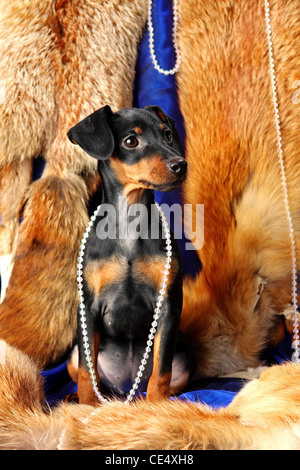 Miniature Pinscher puppy sit on a fox fur Stock Photo