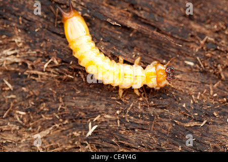 little woodworm lies on brown tree bark Stock Photo