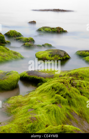 seaweed on big boulders at Irish coast covered with green  long exposure makes seawater look like mystery fog Stock Photo