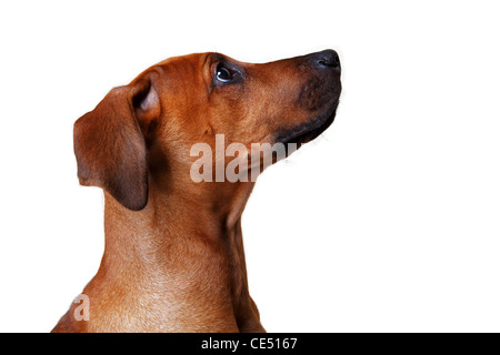 A Rhodesian Ridgeback puppy, side view Stock Photo