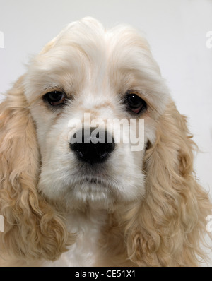 An American Cocker Spaniel looking sad Stock Photo