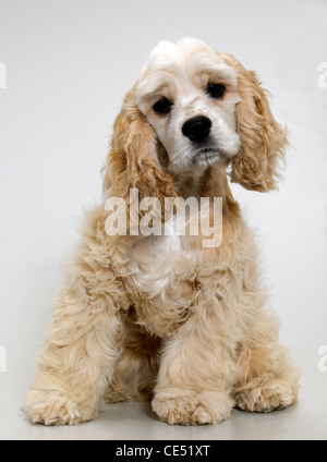 An American Cocker Spaniel looking inquisitive Stock Photo